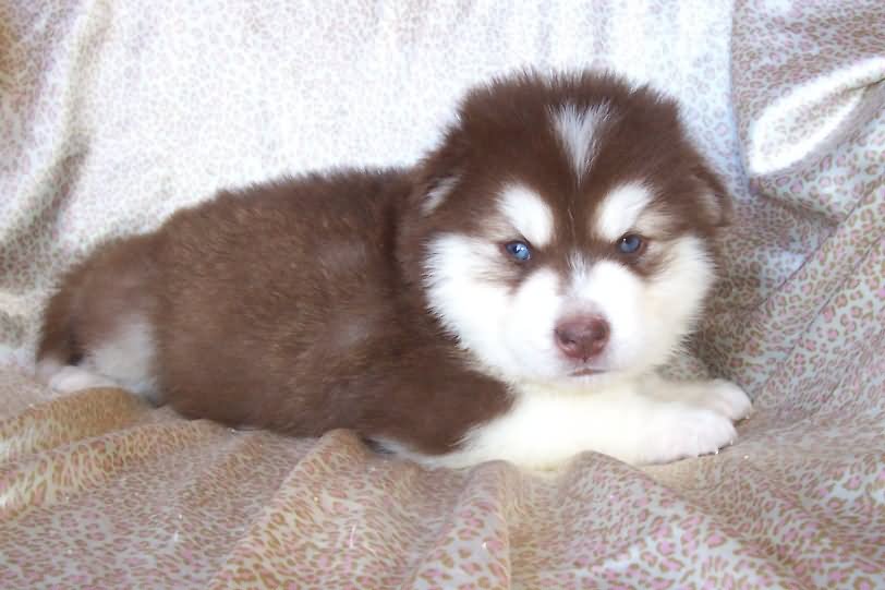 Cute Red Siberian Husky Puppy Sitting On Bed