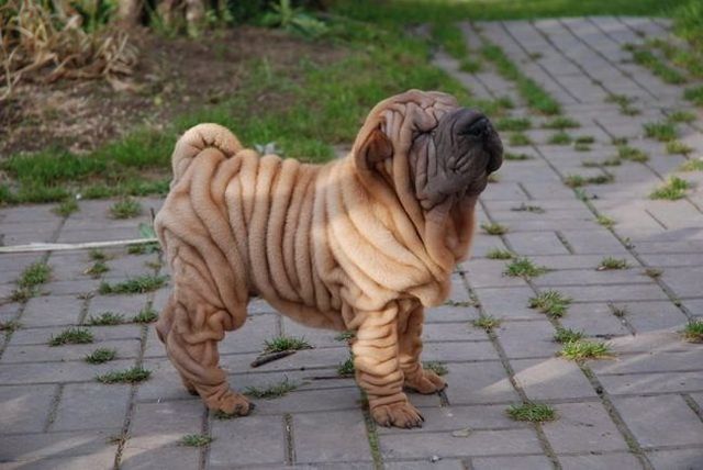 50+ Most Beautiful Shar Pei Dog Photos And Pictures