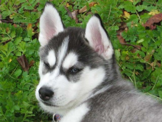 Cute Siberian Husky Puppy Face Closeup