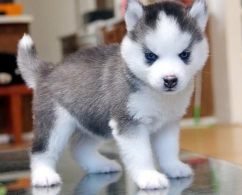 Cute Siberian Husky Puppy Picture