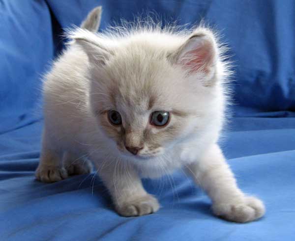 Cute Siberian Kitten Sitting
