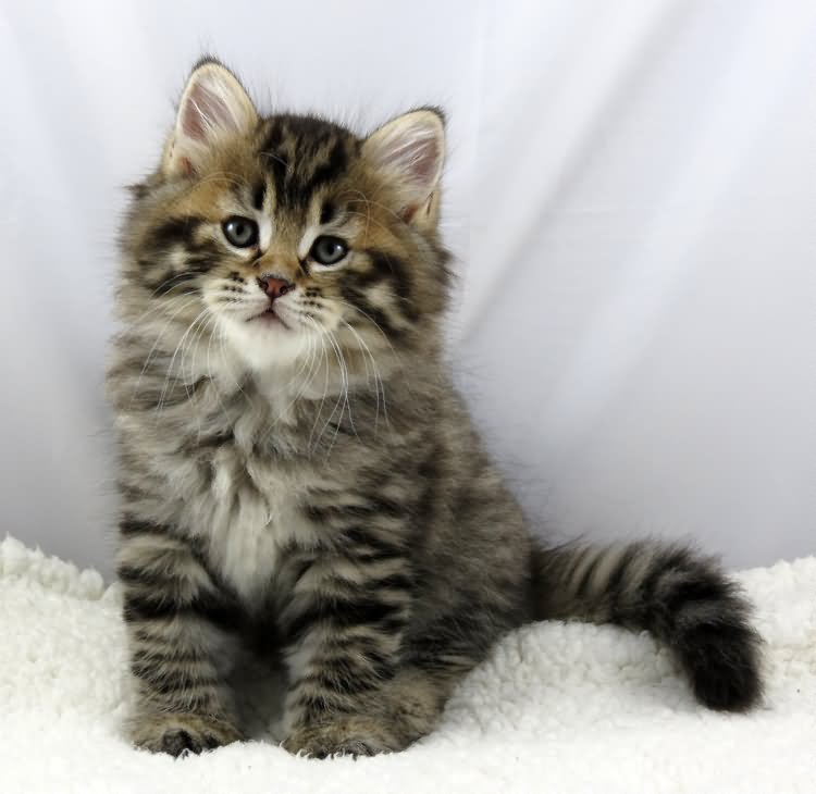Cute Tabby Siberian Kitten