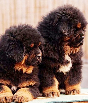 Cute Two Tibetan Mastiff Puppies