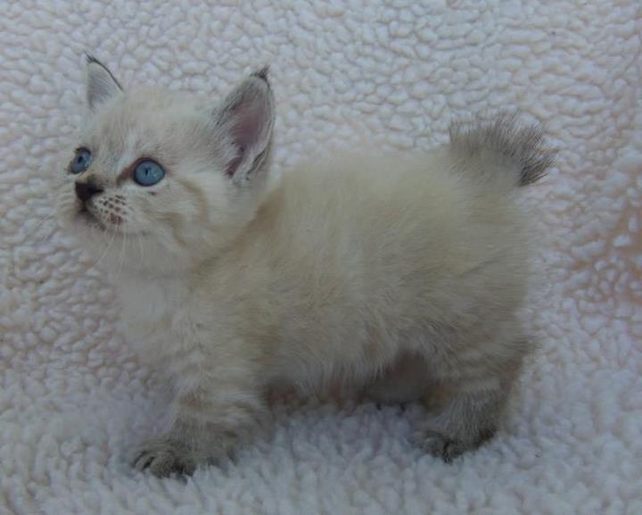 Cute White Manx Kitten With Blue Eyes