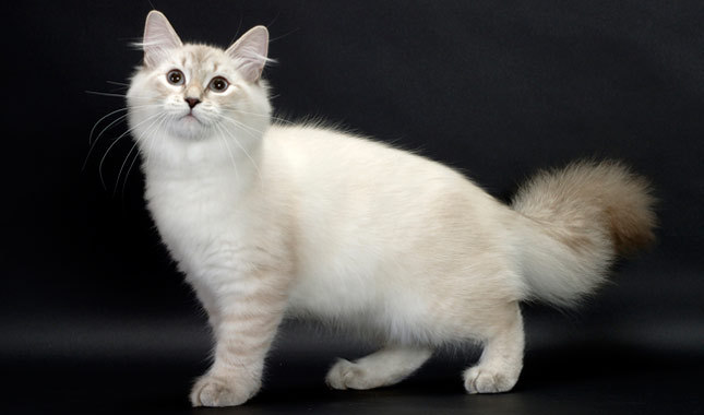 Cute White Siberian Cat Standing