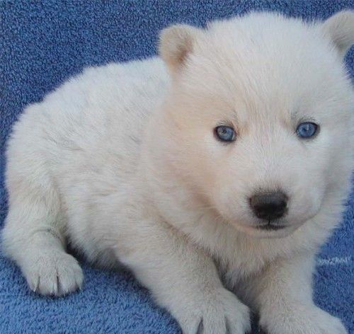 Cute White Siberian Husky Puppy With Blue Eyes