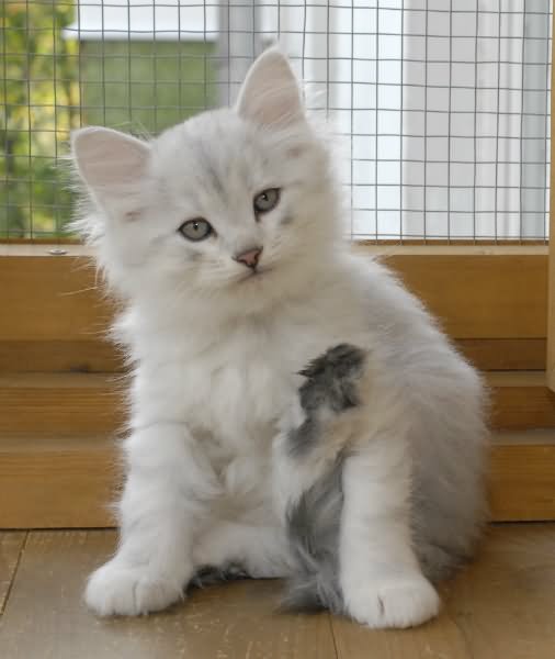 Cute White Siberian Kitten Sitting