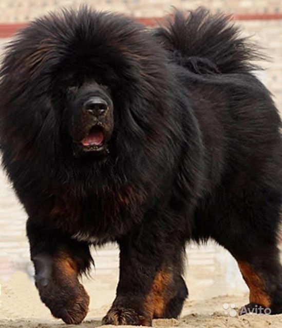 Dark Black Tibetan Mastiff Dog