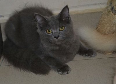 Dark Grey Himalayan Cat Sitting