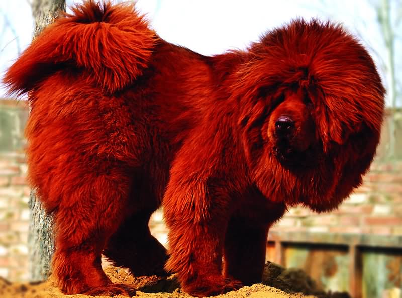 Dark Red Tibetan Mastiff Dog