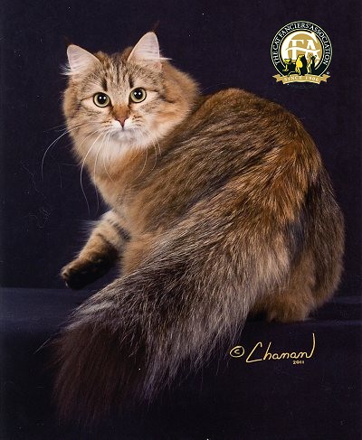 Dark Siberian Cat