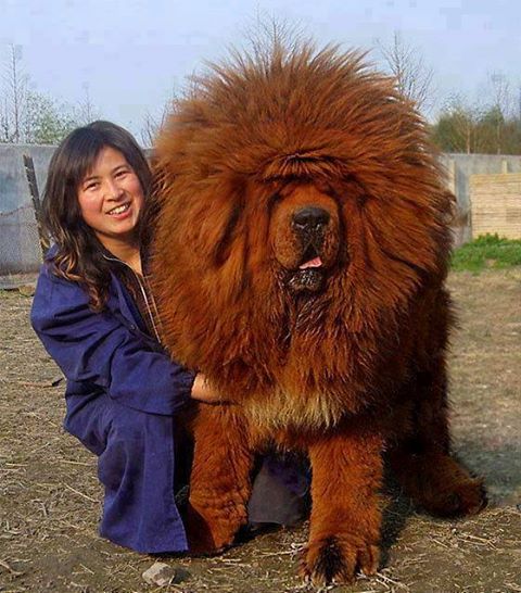 Dark Tibetan Mastiff Dog