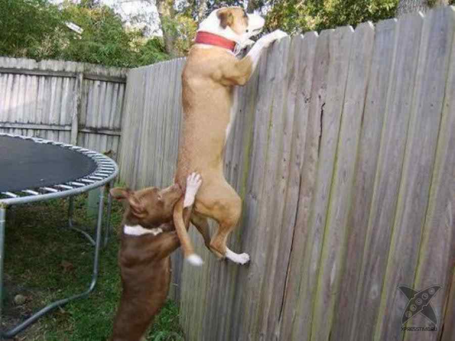 Dog Help Funny Animal Picture