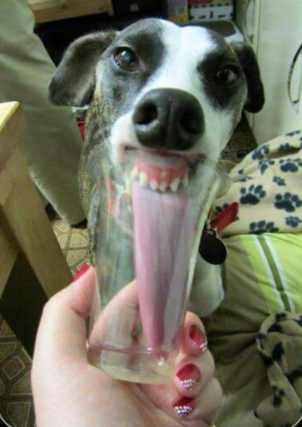 Dog Licking Glass Funny Long Tongue Picture
