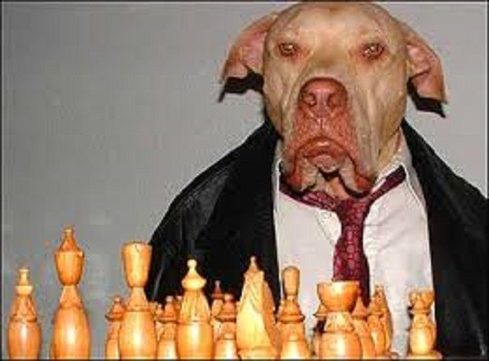 Dog With Chess Funny Picture