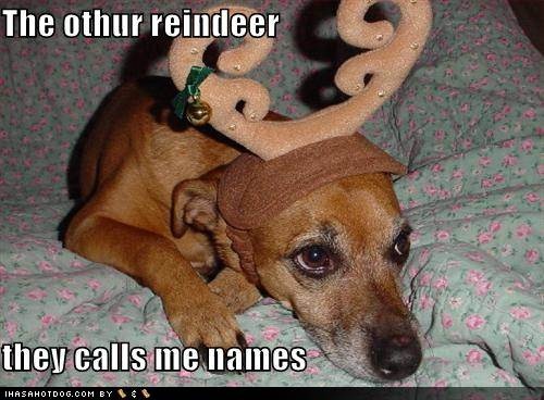 Dog With Funny Reindeer Cap