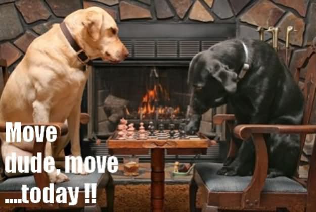 Dogs Playing Chess Funny Picture