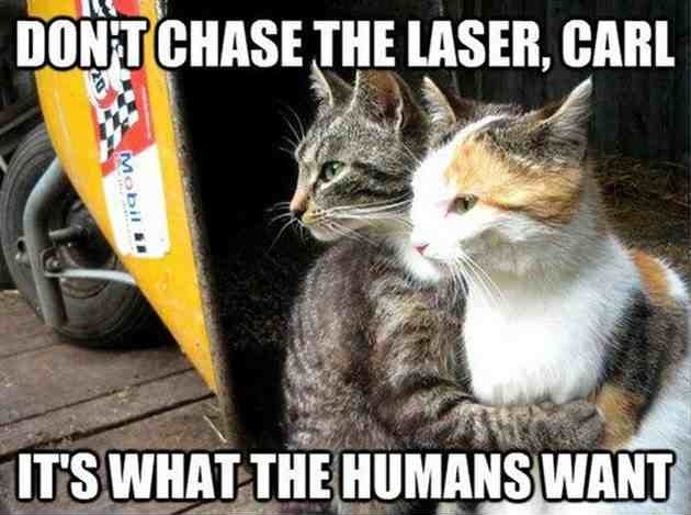 Don’t Chase The Laser Carl Funny Cats Comments Image