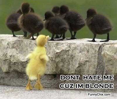 Don’t Hate Me Cuz I Am Blonde Funny Duck Picture