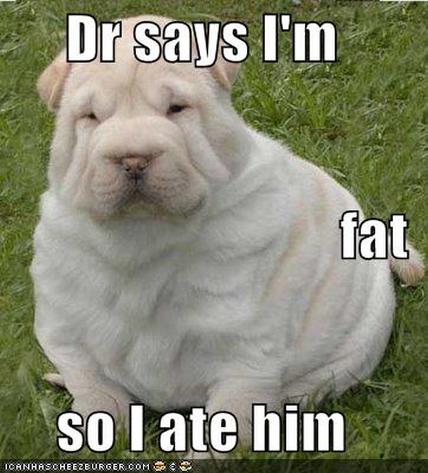 Dr Says I Am Fat So I Ate Him Funny Dog Comments Image