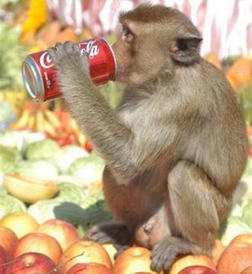 Monkey Drinking Coke Funny Picture