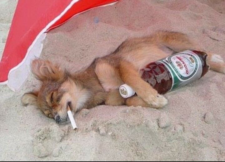 Drunken And Smoking Funny Puppy Image