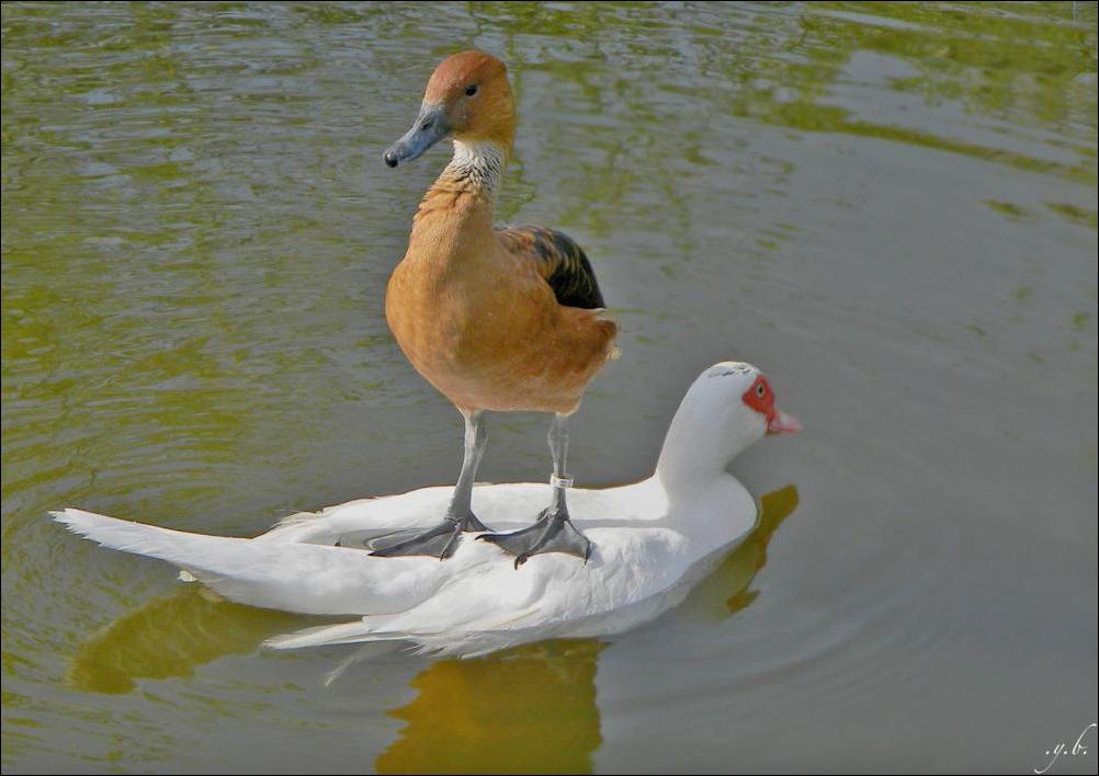 Duck On Swan Funny Surfing Image