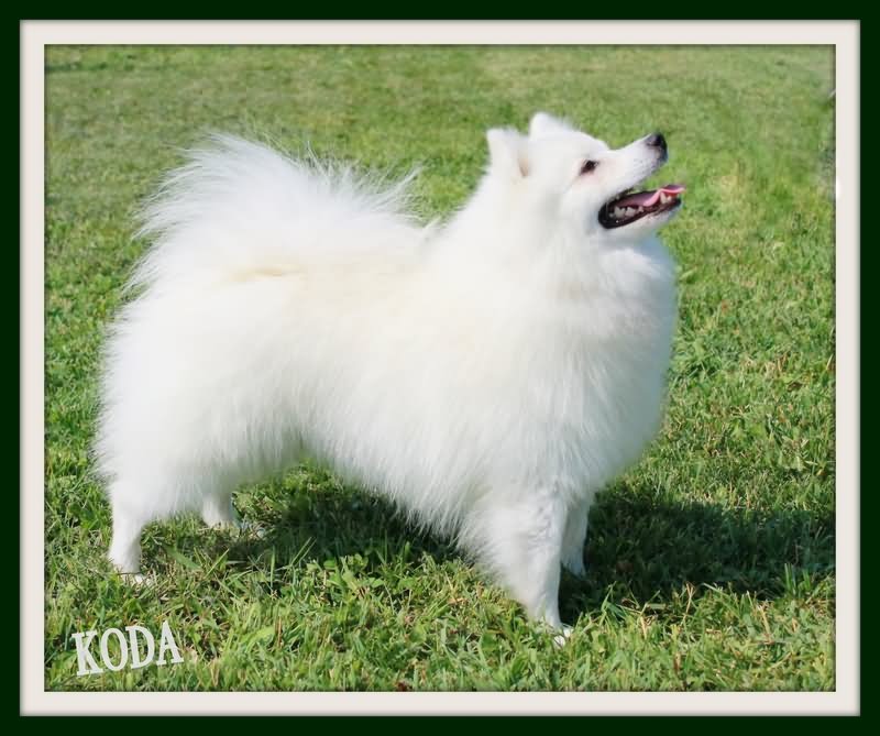 Elegant White American Eskimo Dog