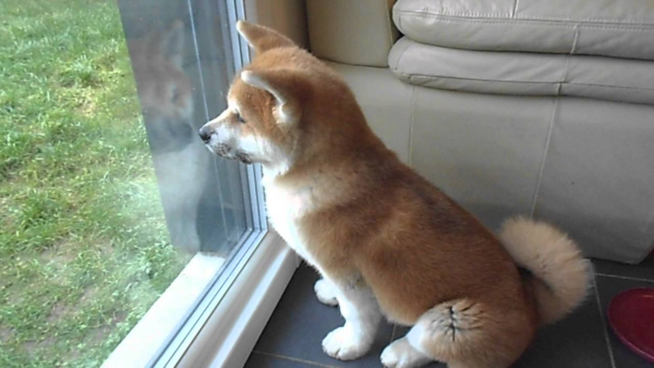 Fawn And White Adult Akita Dog Sitting Near Window