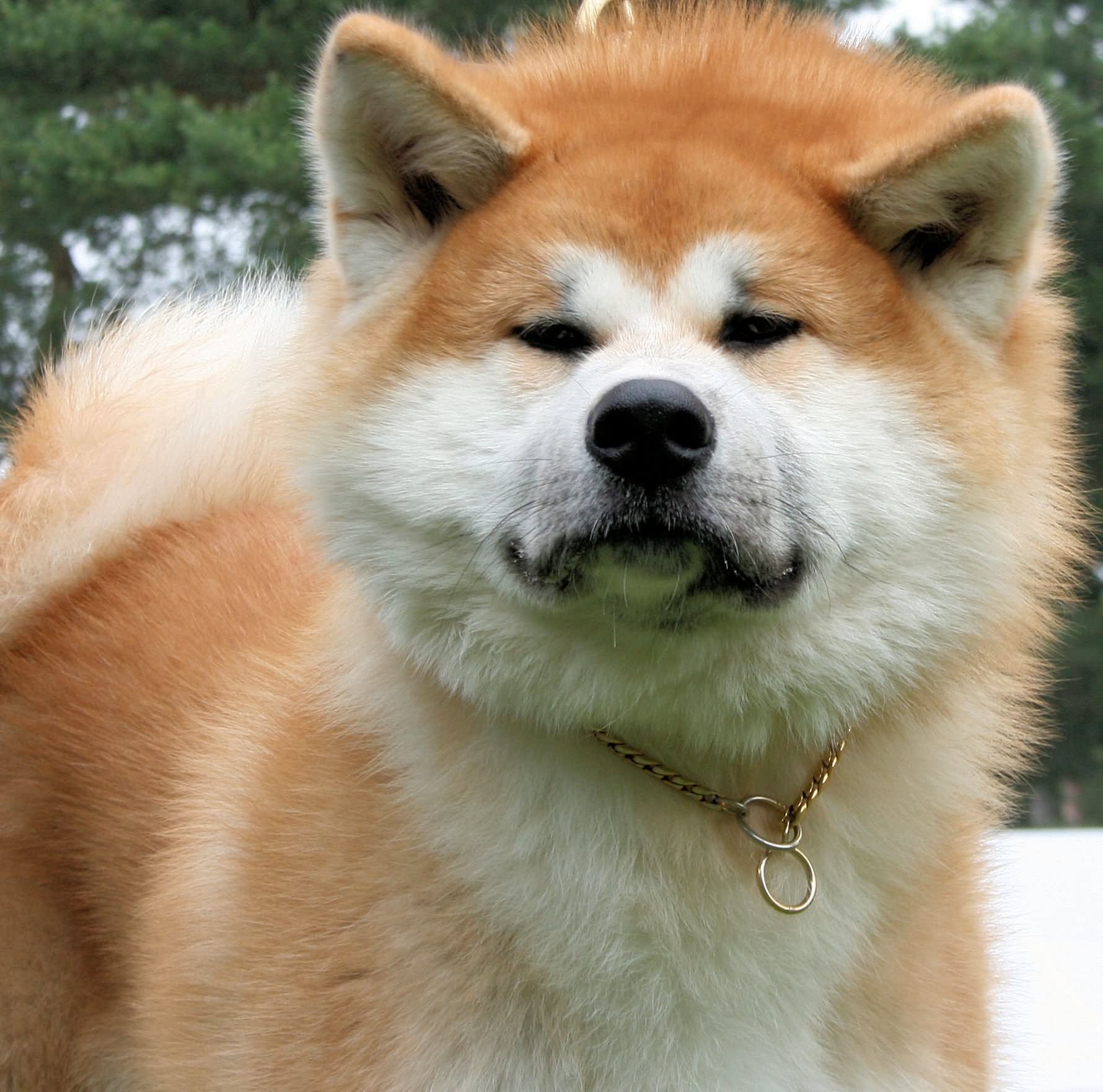 50 Very Beautiful Akita Dog Photos And Images