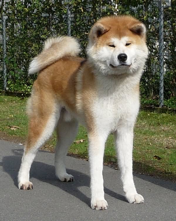Fawn And White Akita Dog Standing On Road