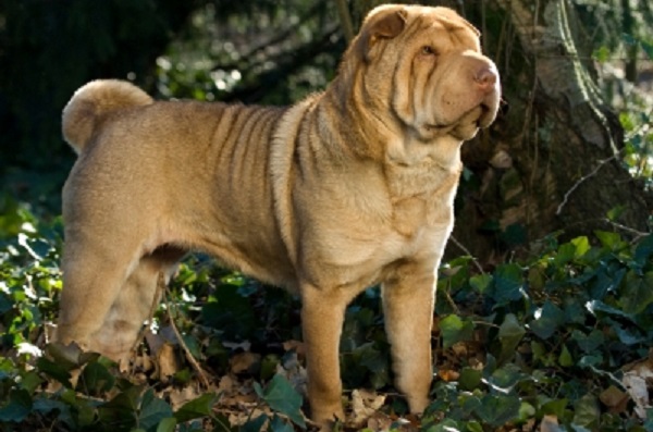 Fawn Shar Pei Dog Picture