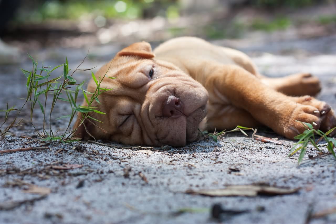 Fawn Shar Pei Puppy Laying On Road