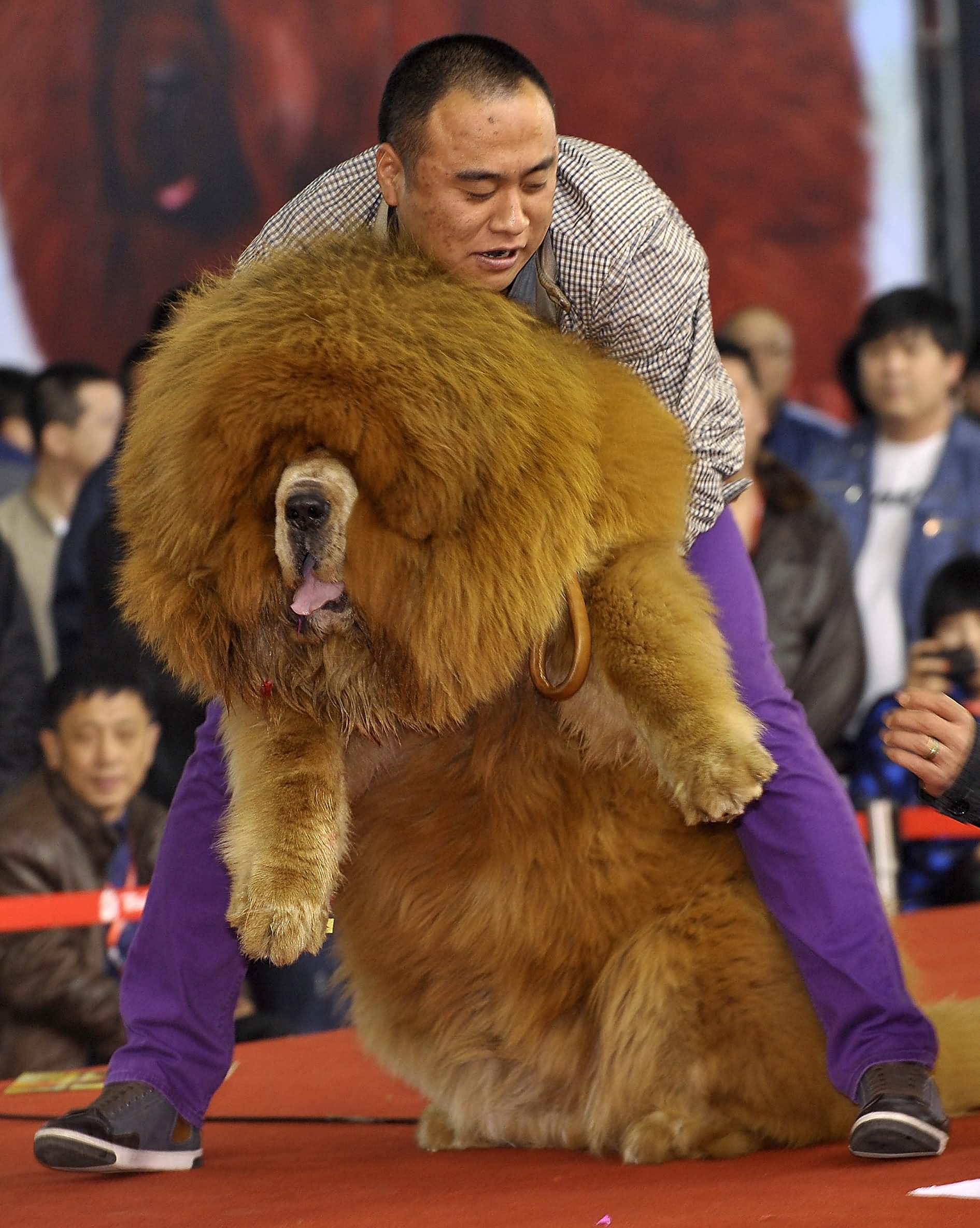 Fawn Tibetan Mastiff Dog In Pet Show