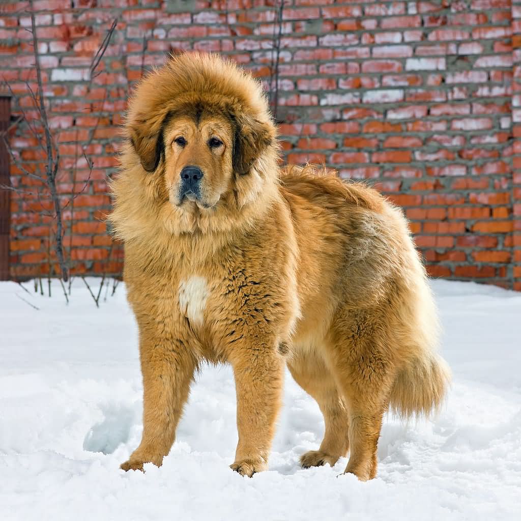 Fawn Tibetan Mastiff Dog On Snow