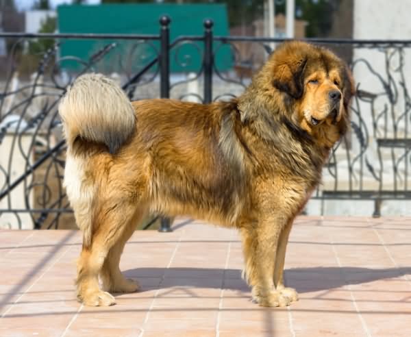 Fawn Tibetan Mastiff Dog Picture