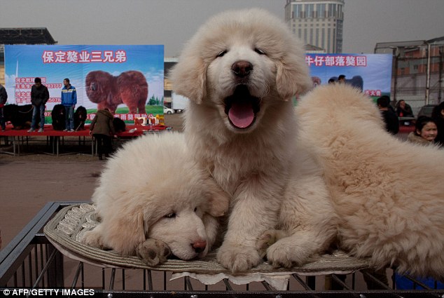 Fawn Tibetan Mastiff Puppies