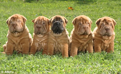 Five Cute Fawn Shar Pei Puppies Sitting
