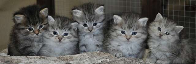 Five Grey Siberian Kittens Picture