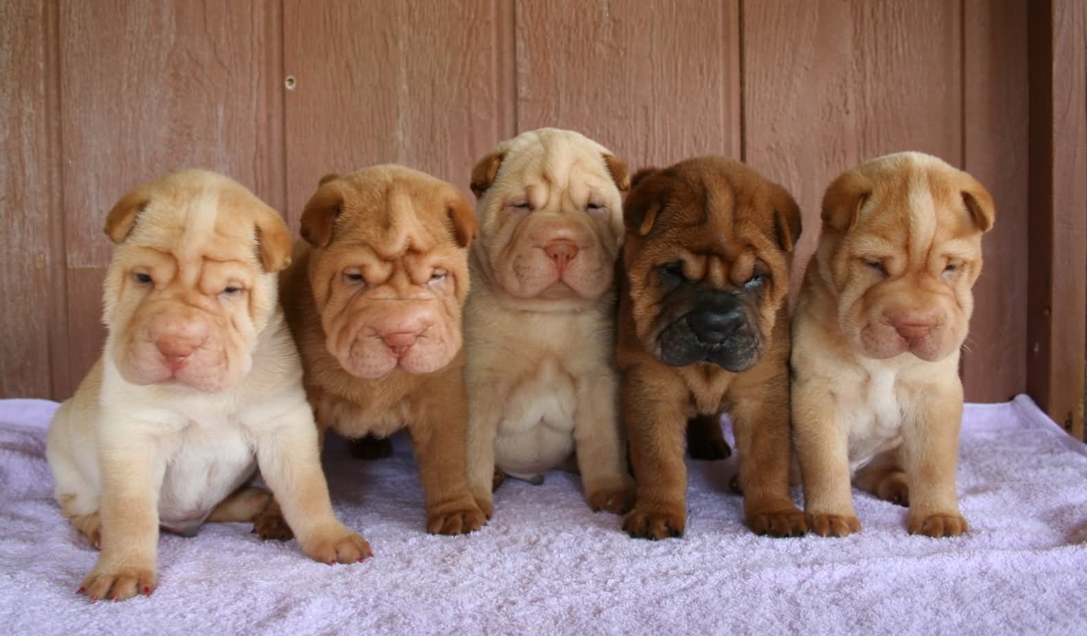 Five Shar Pei Puppies Sitting