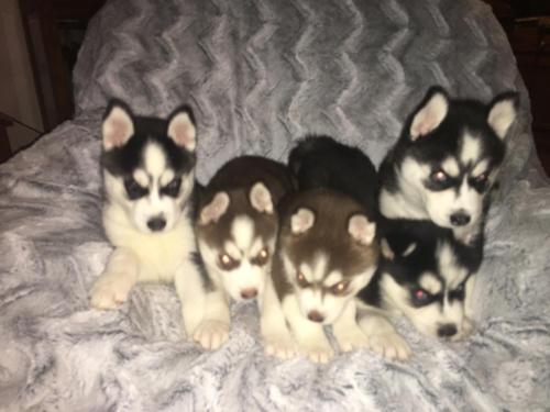 Five Siberian Husky Puppies Sitting On Bed