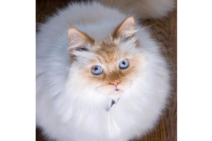 Flamepoint White Himalayan Cat