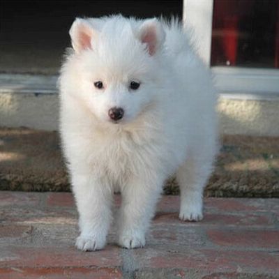 Fluffy American Eskimo Puppy