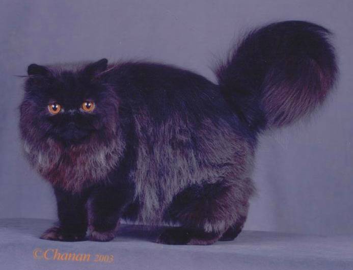 Fluffy Black Himalayan Cat