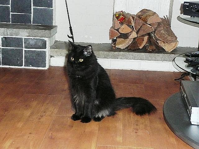 Fluffy Black Siberian Cat