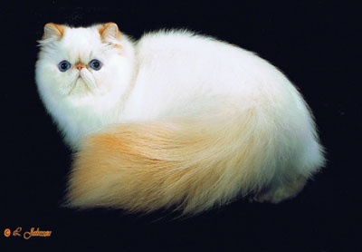 Fluffy Orange And White Himalayan Cat