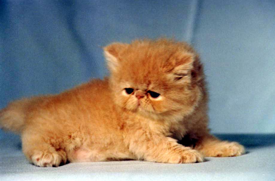 Fluffy Orange Himalayan Kitten