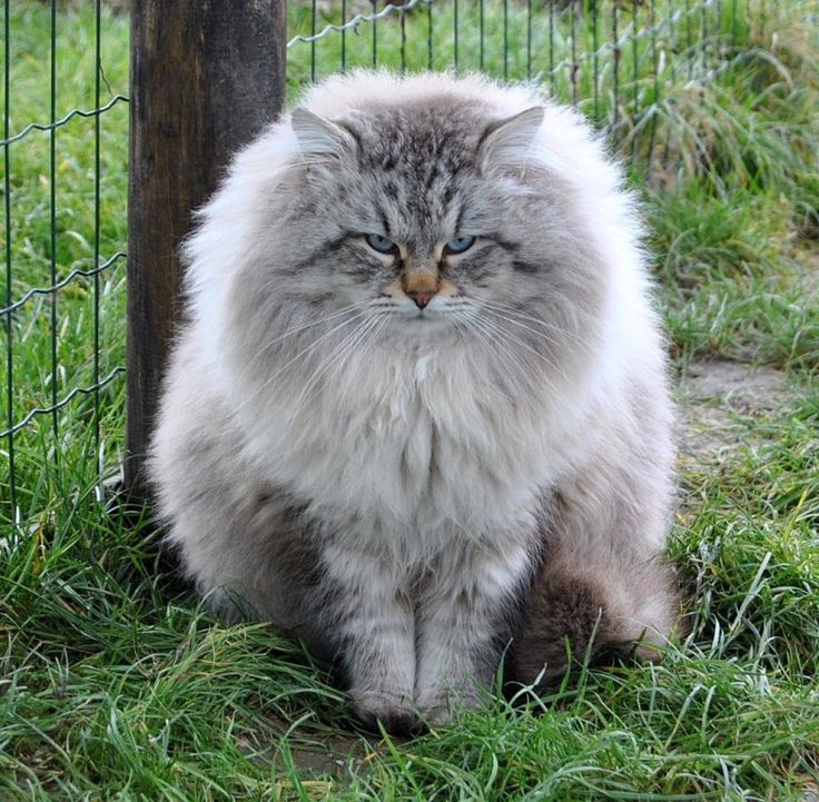 Fluffy Siberian Grey Cat Photo