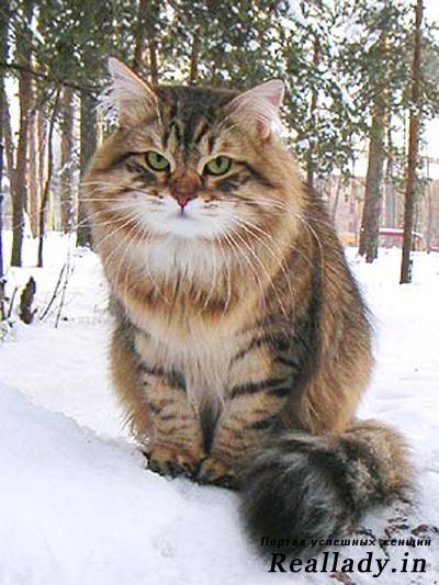 Fluffy Tabby Siberian Cat Sitting On Snow