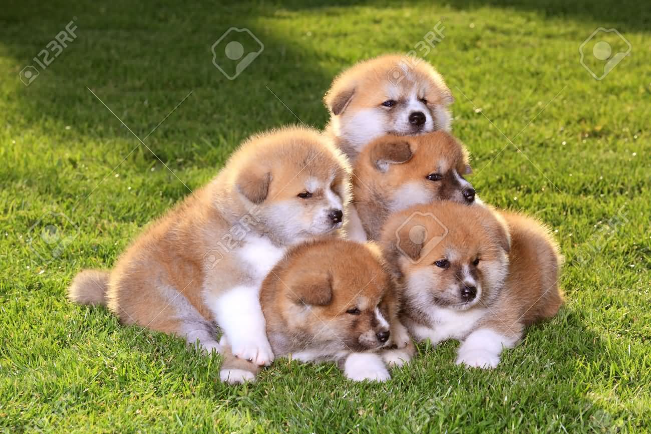 Four Akita Puppies In Garden